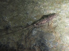 Nesomachilis