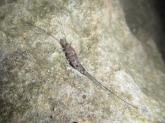 Nesomachilis