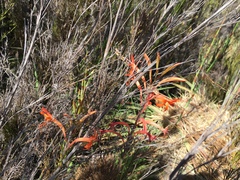 Stokoe's Watsonia (Watsonia stokoei)