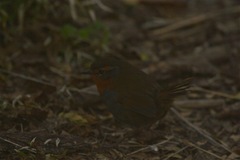 Scelorchilus rubecula