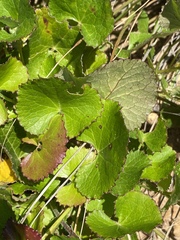 Centella eriantha