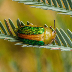 Calomela parilis