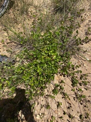Centella eriantha