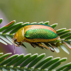 Calomela parilis