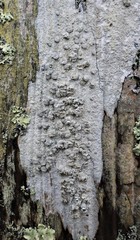 Lecanora caesiorubella merrillii