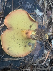 Buchwaldoboletus