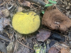 Buchwaldoboletus