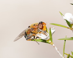 Austalis pulchella