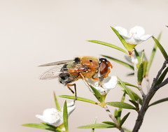 Austalis pulchella