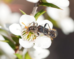 Scrobiger splendidus