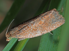Celypha rufana