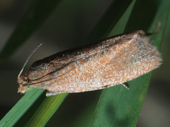 Celypha rufana