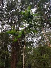 Spathodea campanulata