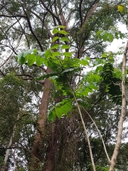 Spathodea campanulata