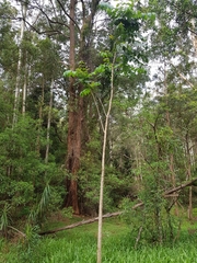 Spathodea campanulata