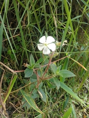 Chaetogastra ciliaris