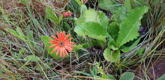 Gerbera aurantiaca