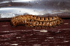 Chamberlinius hualienensis
