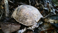 Rhinoclemmys rubida rubida