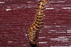 Chamberlinius hualienensis