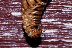 Chamberlinius hualienensis