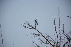 Cercotrichas leucophrys