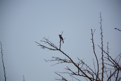 Cercotrichas leucophrys