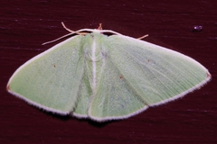 Comostola rubripunctata