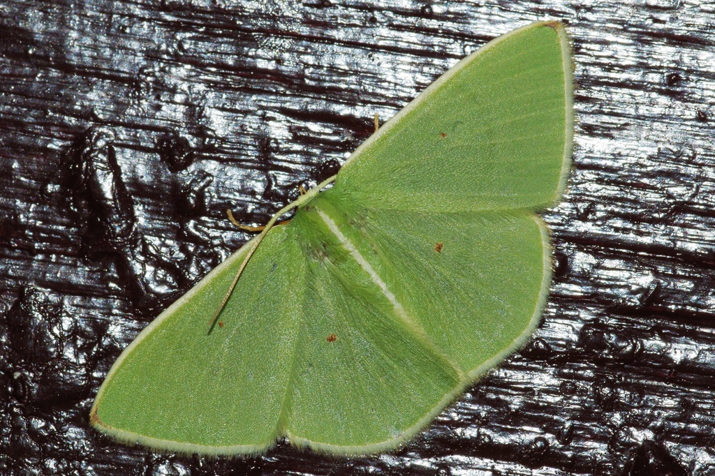 Comostola rubripunctata