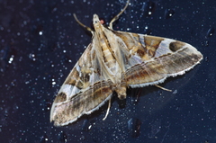 Agrioglypta fulguralis