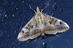 Agrioglypta fulguralis