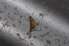 Agrioglypta fulguralis