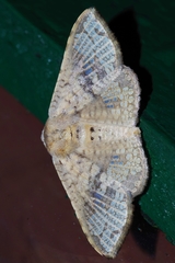 Canaea ryukyuensis