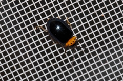 Morphosphaera caerulea