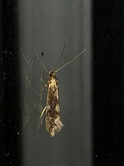 Opogona omoscopa