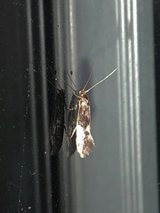 Opogona omoscopa