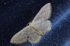 Idaea sakuraii
