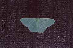 Thalassodes intaminata