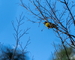 Coccothraustes abeillei