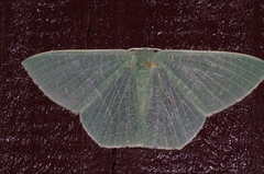Thalassodes intaminata