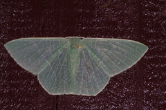 Thalassodes intaminata
