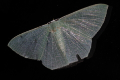 Thalassodes intaminata
