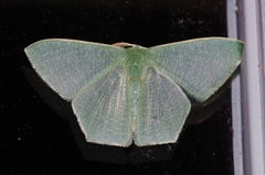 Thalassodes intaminata