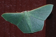 Thalassodes intaminata