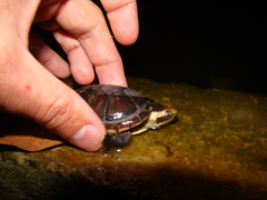 Kinosternon leucostomum