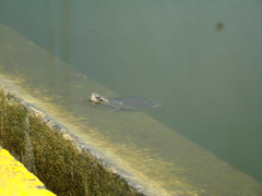 Kinosternon leucostomum