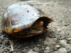 Kinosternon leucostomum