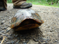 Kinosternon leucostomum