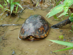 Kinosternon leucostomum