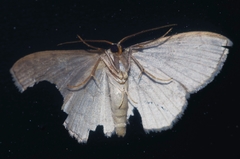 Scopula plumbearia
